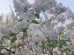 -群力丁香公园