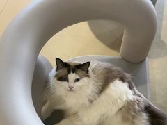 -藏猫猫咖啡主题馆(中央大道店)