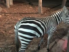 -清迈夜间动物园