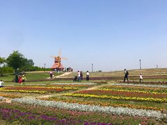 -杭州湾海上花田景区