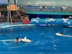 -海合安成都极地海洋公园