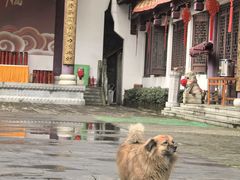 -卓刀泉寺