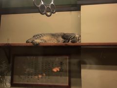 -猫咪博物馆(顶澳仔猫街店)