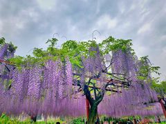 -嘉定紫藤园