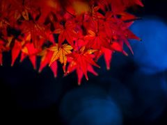 -上海市龙华烈士陵园