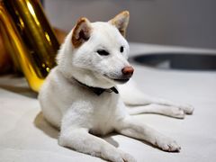 -柴务处·柴犬主题狗咖