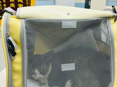 -中农国际动物医院24小时·猫科·骨科·急重症中心