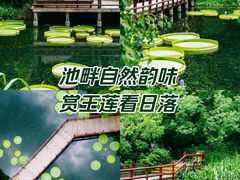 -上海滨江森林公园