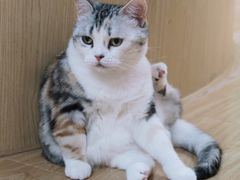 糖墩儿-猫和宫(六道口店)