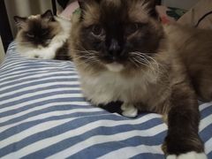 -佳雯宠物医院·皮肤科·内外科(春晓路分院)