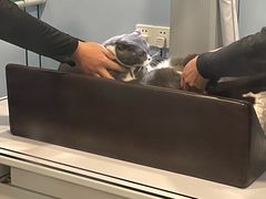 -关爱宠物医院·猫科中心·消化科(滨湖万达分院)