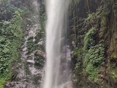 -莫里热带雨林景区