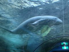 -悉尼海洋生物水族馆