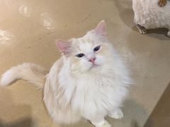 -藏猫猫咖啡主题馆(中央大道店)