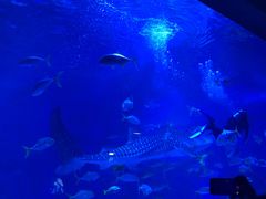 -烟台海昌鲸鲨海洋公园