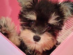 -翊宠yipet猫狗购宠庄园犬舍•猫舍