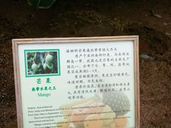 -上海都市菜园