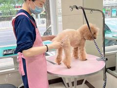 -北京观赏动物医院·24小时大型综合·猫专科·异宠专科