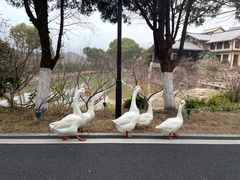 -黄陂区野村谷景区