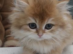 -心仪动物医院·牙专科·肿瘤·心脏科(西客站院)