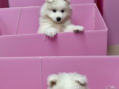 -翊宠yipet猫狗购宠庄园犬舍•猫舍