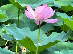 -莲池书院博物馆