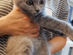 -lincat·猫舍(广州店)