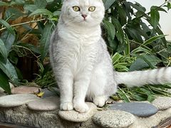 -喵屿·大理花园猫咖