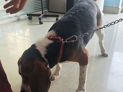 -瑞派福兴宠物医院犬猫全科·骨科·中西医结合(河东店)