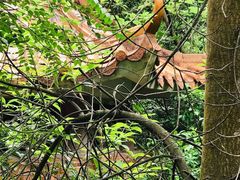 -分塔山省级森林公园