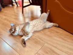 -PETKIT 小佩宠物·德文赛凯猫舍
