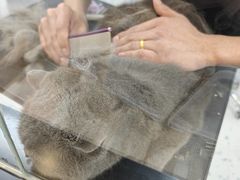 -宠小格时尚宠物生活馆(唐镇店)
