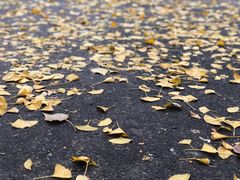 -三里屯东五街银杏大道