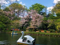 -井之头恩赐公园