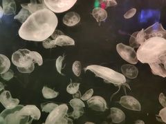 -太平洋海底世界餐厅