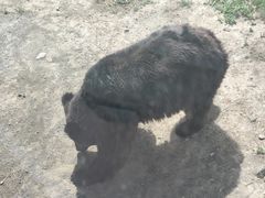 -新疆天山野生动物园