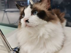-怪兽屋·羊驼·猫咖·狗咖(俊华广场店)