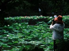 -陈家山荷花公园
