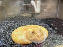 -Zoolung Zoolung动物主题公园(海信广场店)