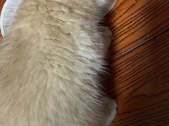-老吴的猫·猫舍(新区店)