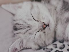 -康乐宝动物医院