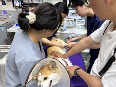 -谐和益家动物医院·免疫绝育·血液透析·宠保定点医院(高新伊藤分院)
