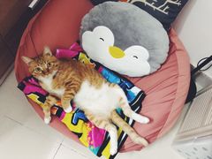 -瑞派宠物医院(搏威敦和院)