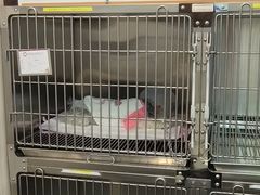 -宠爱国际动物医院·消化内科·心肾内科·ISFM猫友好(望京店)