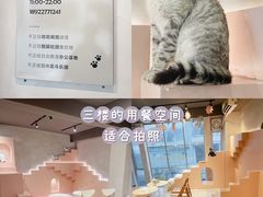 -猫儿山۰猫主题餐厅