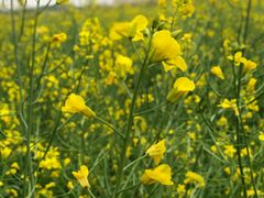 -光明小镇欢乐田园