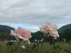 -亚龙湾国际玫瑰谷