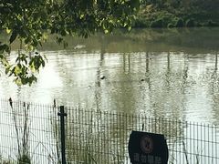 -中国扬子鳄村