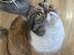 -滚猫咖啡·猫咖·猫友好撸猫(未来城店)