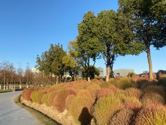 -春花秋色城市公园